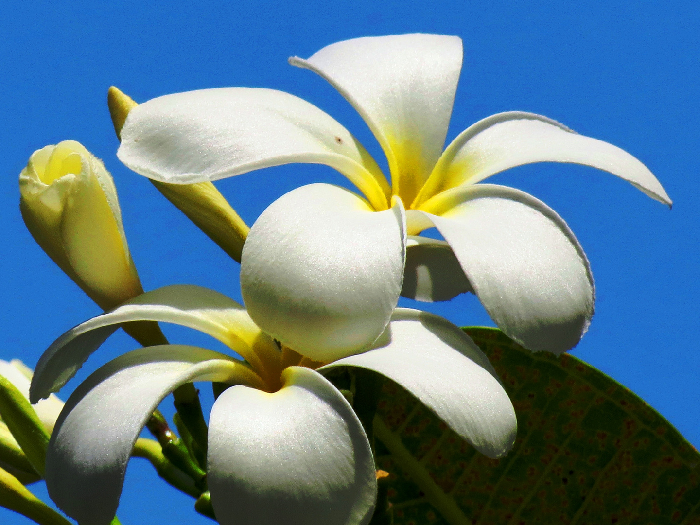 Plumeria-Frangipani