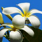 Plumeria-Frangipani