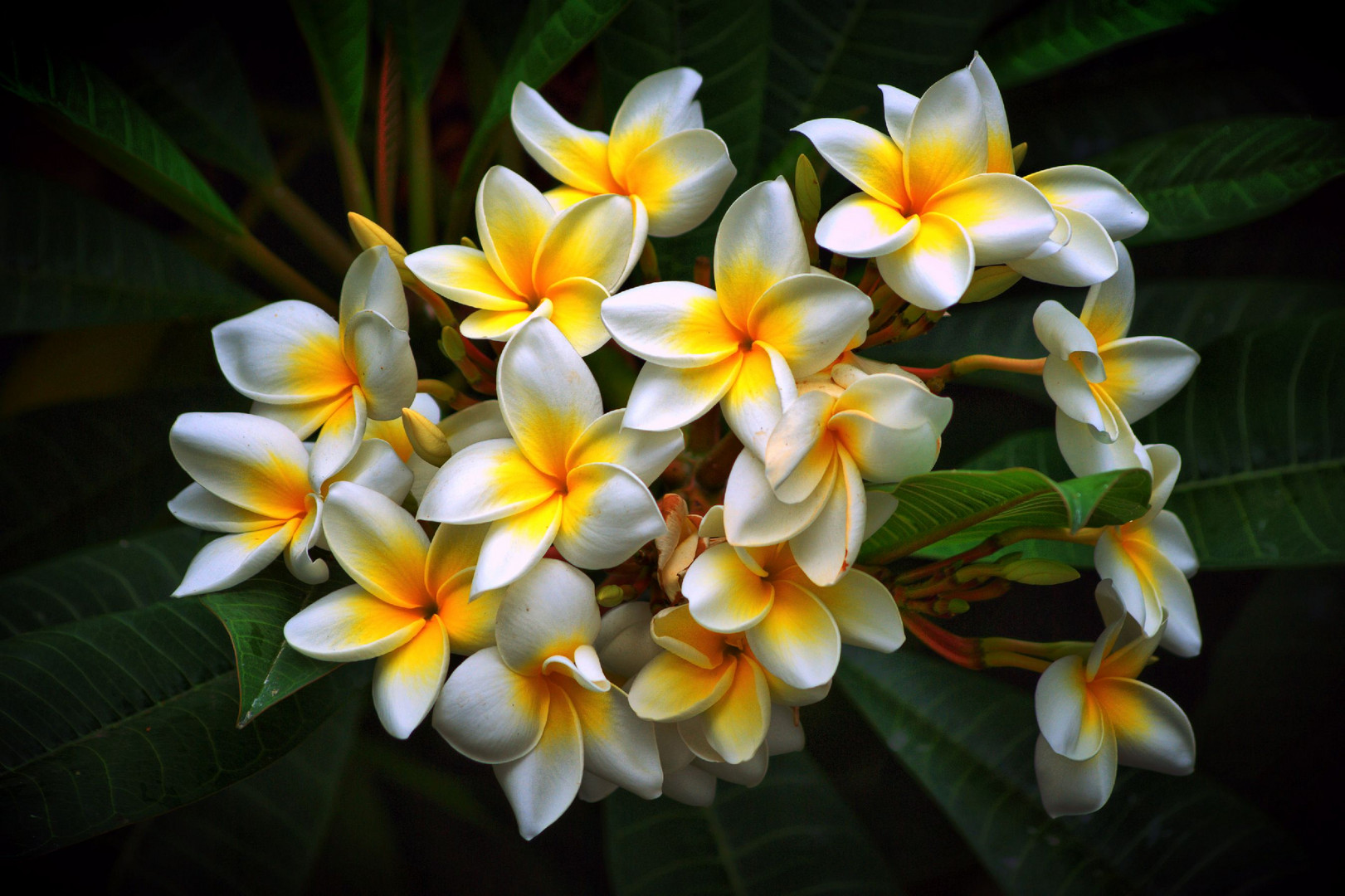 Plumeria frangipani Frangipani