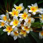 Plumeria frangipani Frangipani