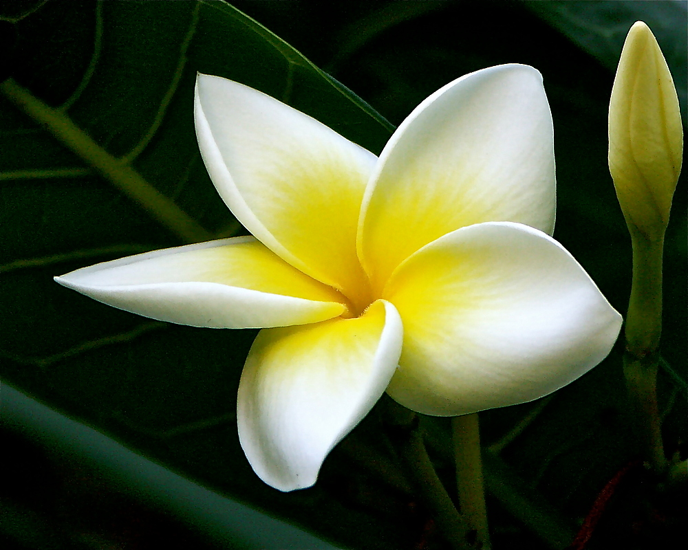 Plumeria - Frangipani - Tempelbaum