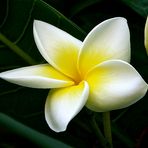 Plumeria - Frangipani - Tempelbaum