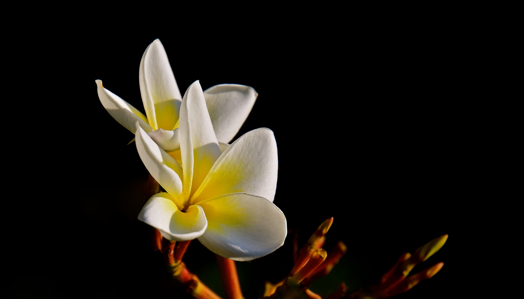 Plumeria - Frangipani - Tempelbaum