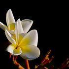 Plumeria - Frangipani - Tempelbaum