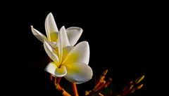 Plumeria - Frangipani - Tempelbaum