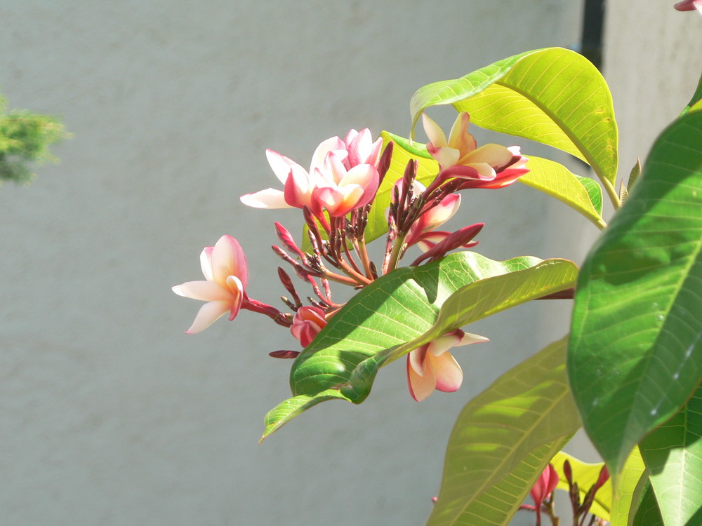 Plumeria II