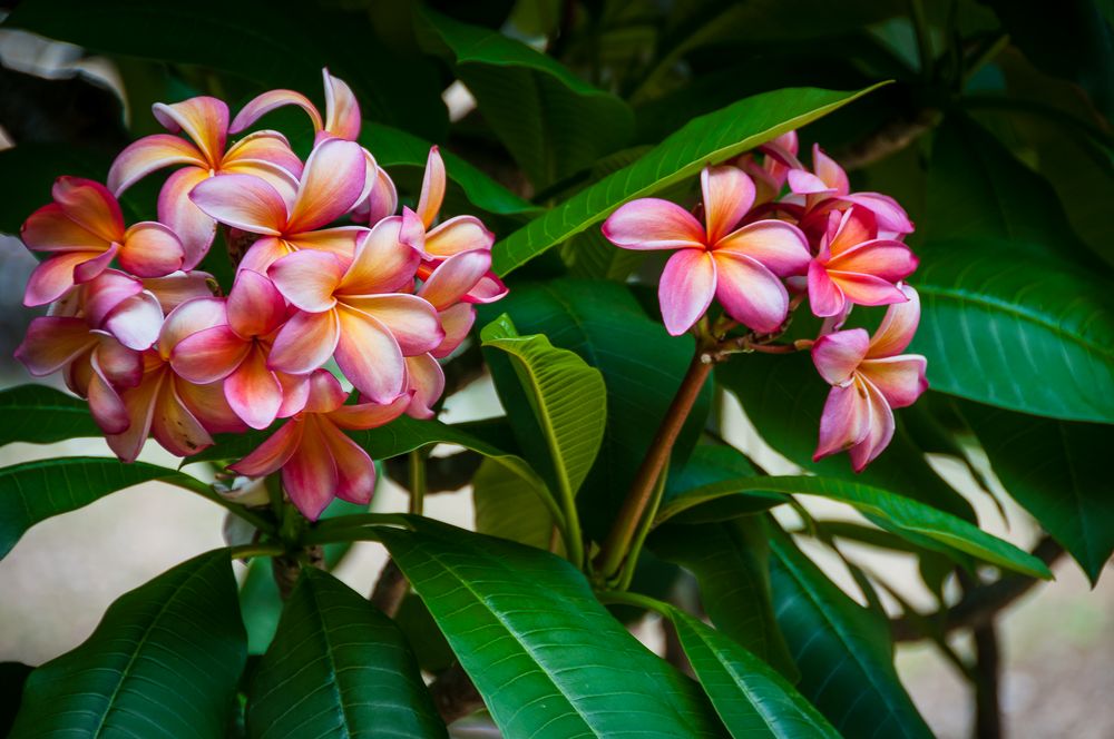 Plumeria in Hawaii