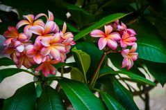 Plumeria in Hawaii