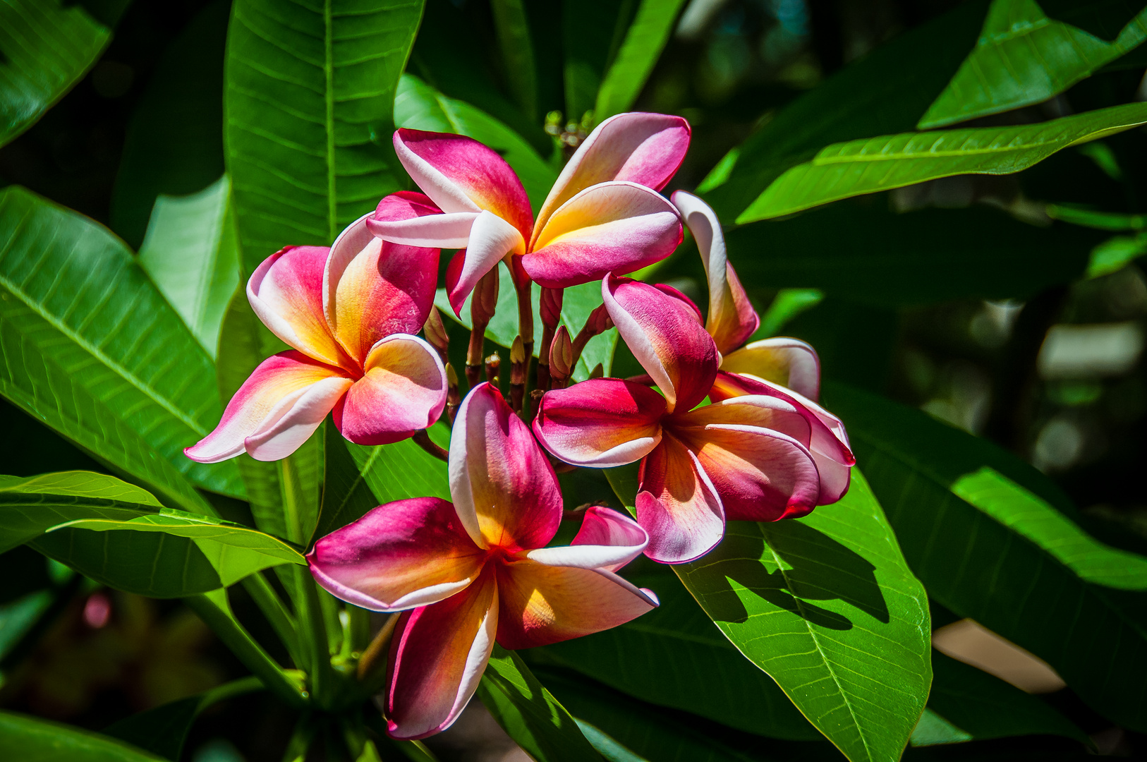 Plumeria in Hawaii