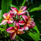 Plumeria in Hawaii