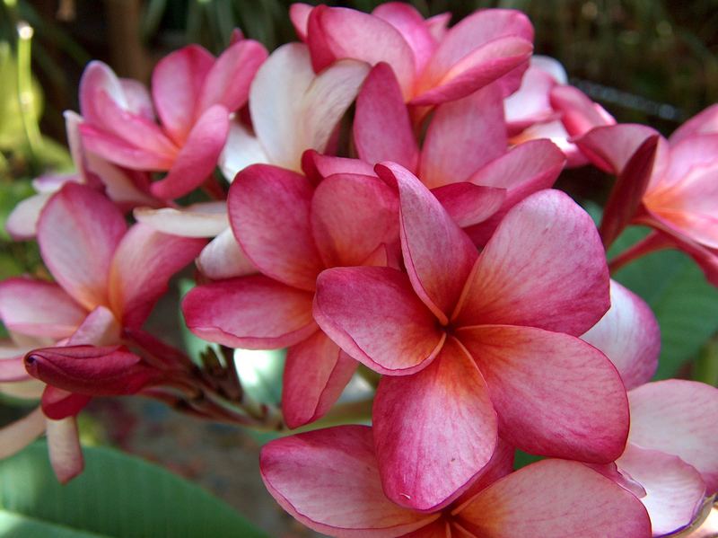 Plumeria in the desert