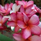 Plumeria in the desert