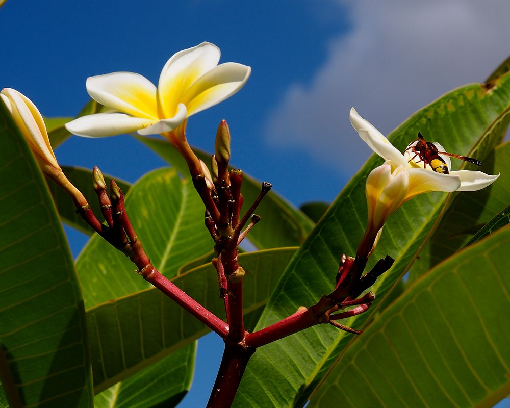 plumeria mit flugtier