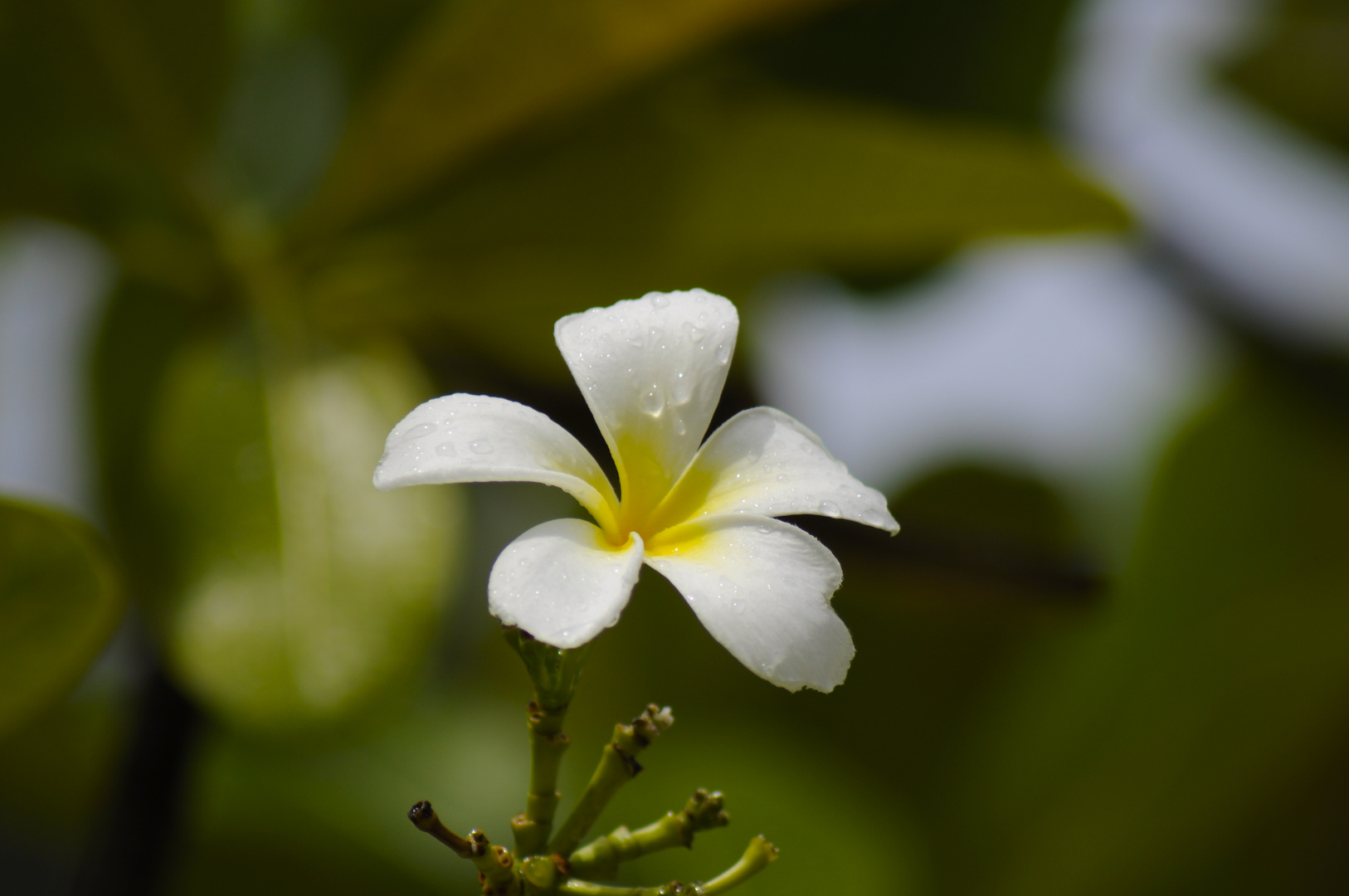 "Plumeria obtusa" nach einem Regenschauer