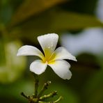 "Plumeria obtusa" nach einem Regenschauer