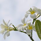 "Plumeria obtusa" nach einem Regenschauer