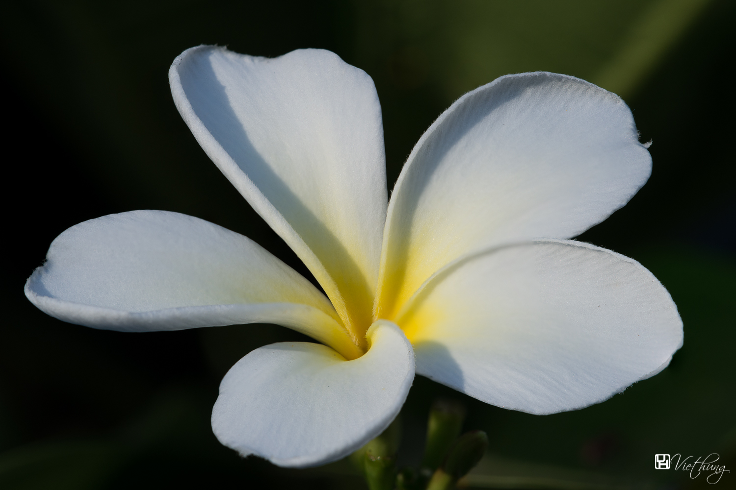 Plumeria obtusum