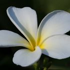 Plumeria obtusum