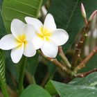 Plumeria, oder auch Frangipani