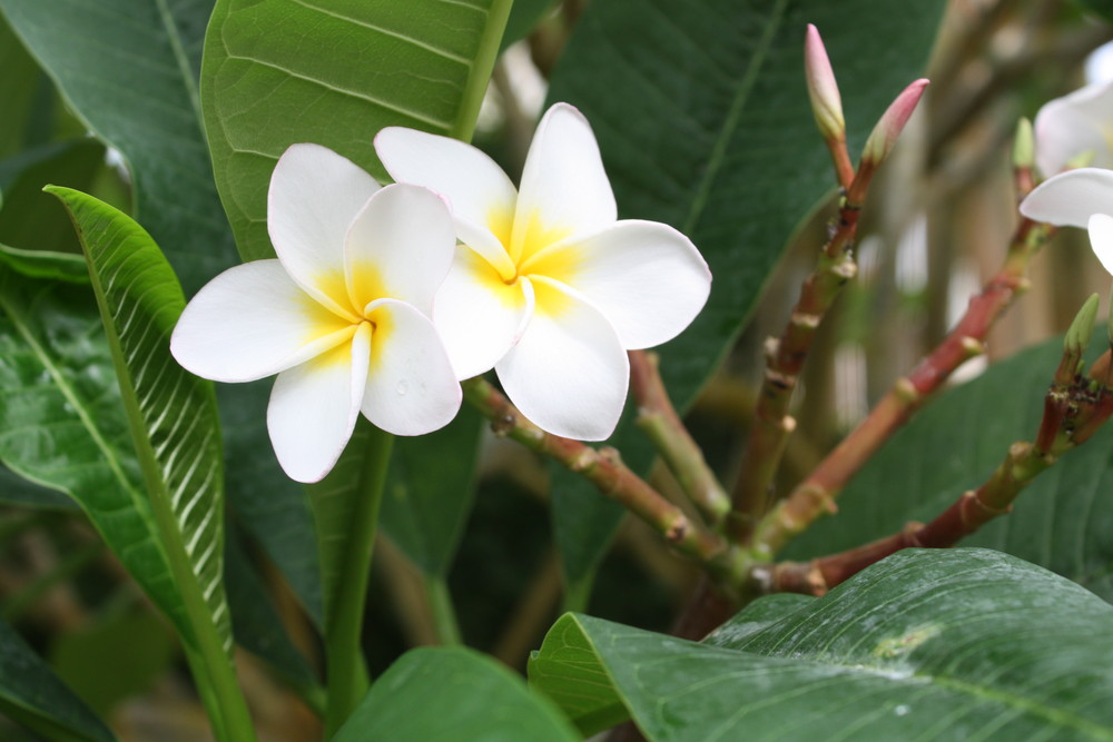 Plumeria, oder auch Frangipani