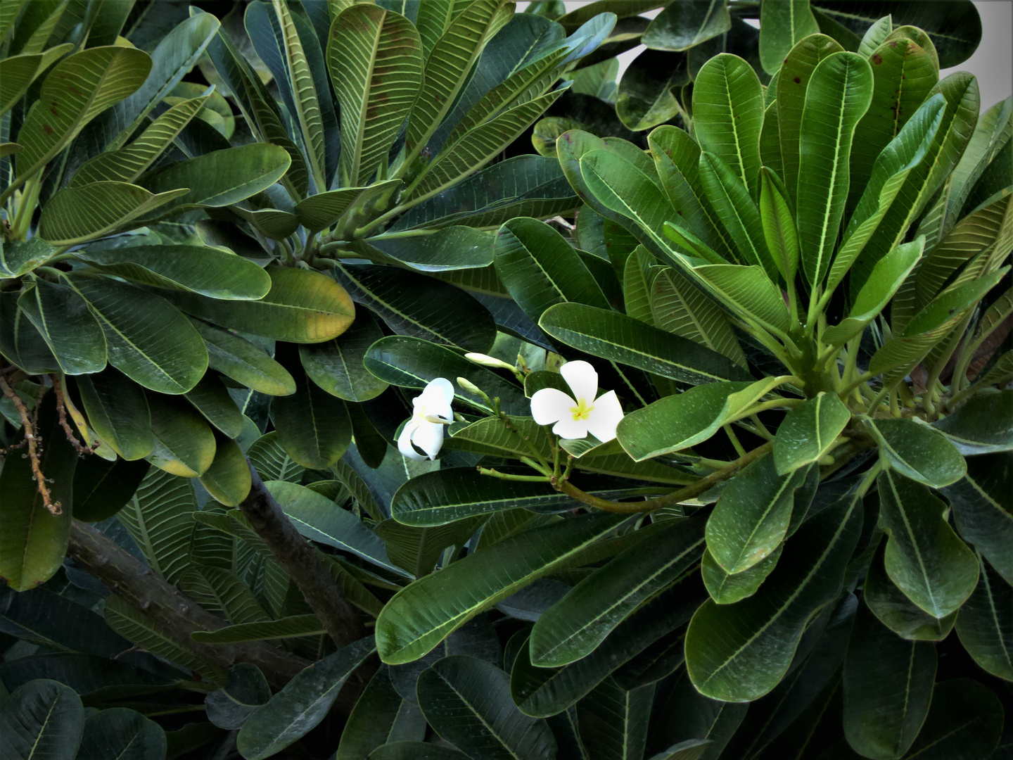 Plumeria oder Frangipani 