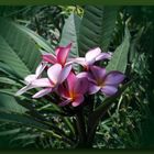 Plumeria - Sinnbild der Unsterblichkeit