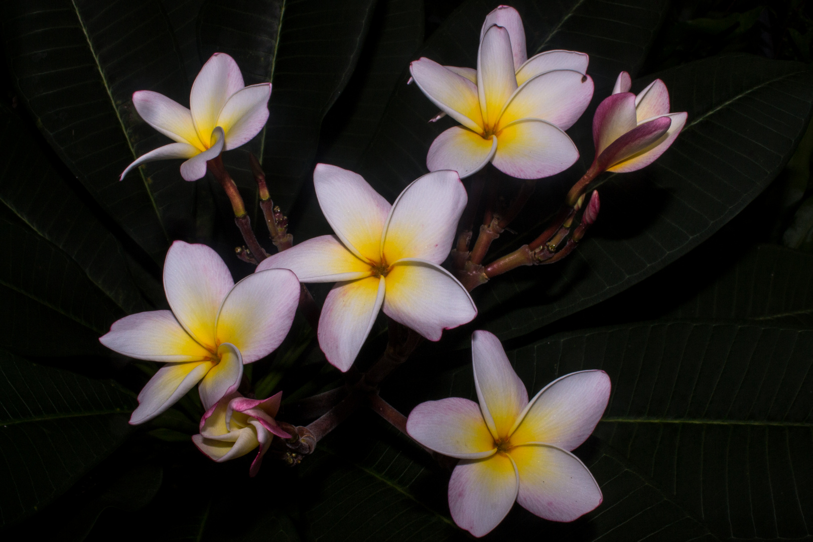 Plumeria syn. Frangipani