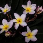 Plumeria syn. Frangipani