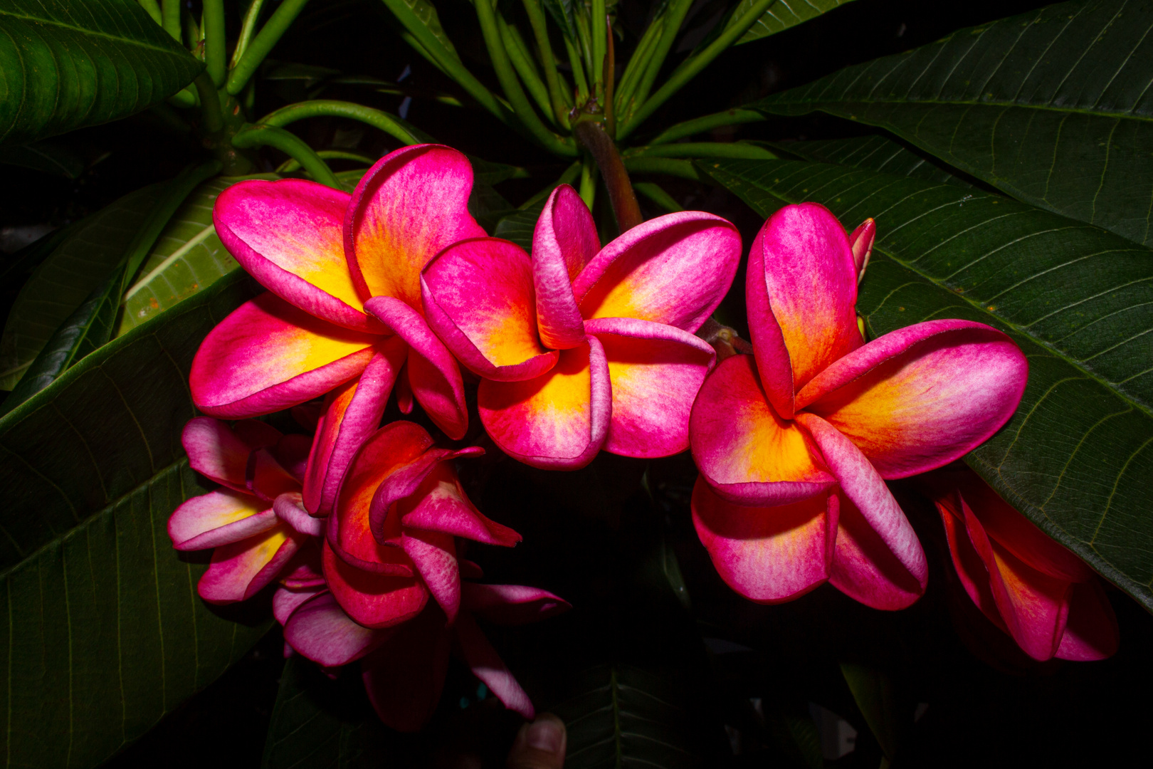 Plumeria syn. Frangipani