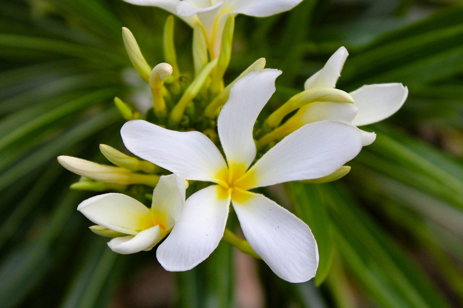 Plumeria syn. Frangipani