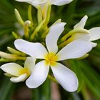 Plumeria syn. Frangipani