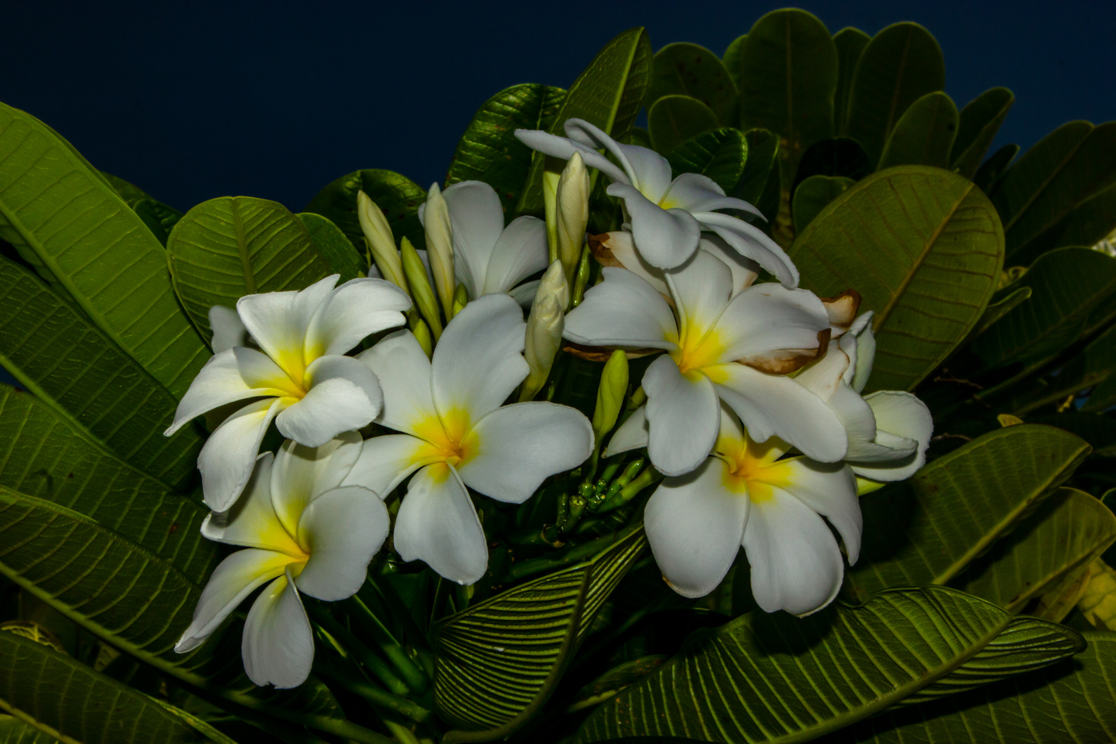 Plumeria syn. Frangipani