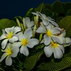 Plumeria syn. Frangipani