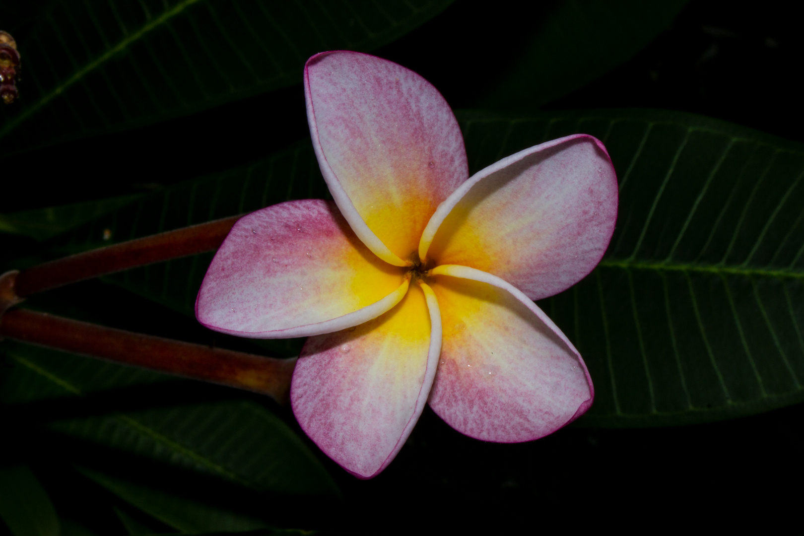 Plumeria syn. Frangipani