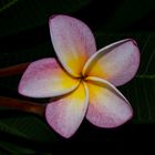 Plumeria syn. Frangipani