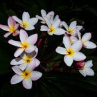 Plumeria syn. Frangipani