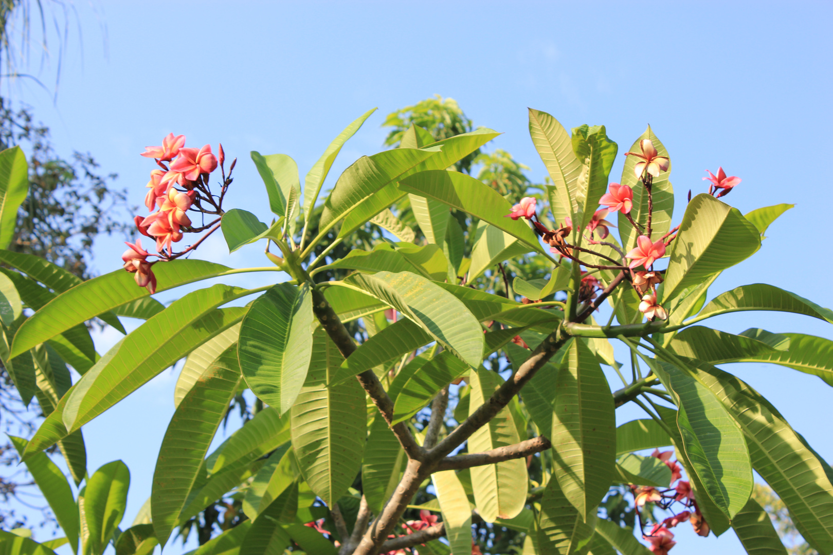 Plumeria syn. Frangipani