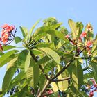 Plumeria syn. Frangipani