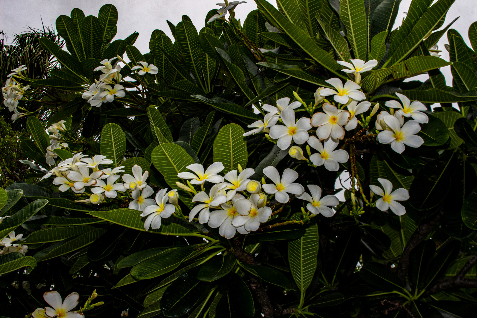 Plumeria syn. Frangipani