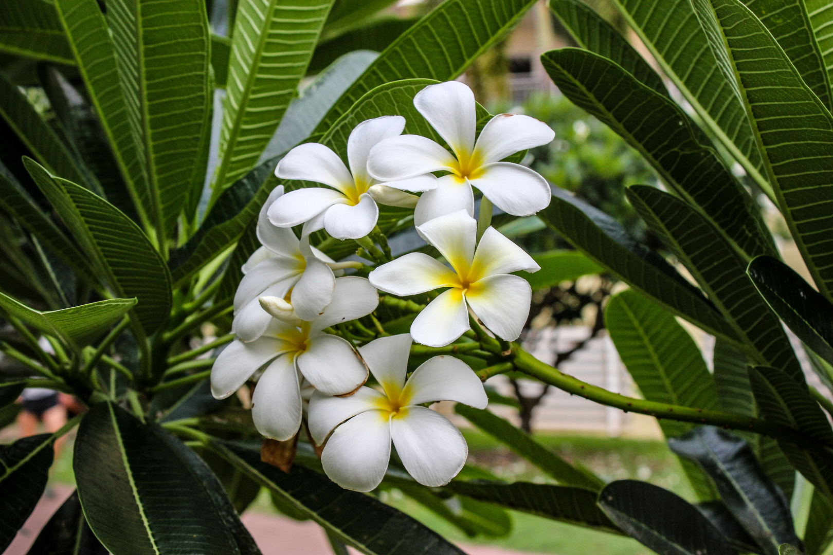 Plumeria syn. Frangipani