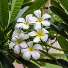 Plumeria syn. Frangipani