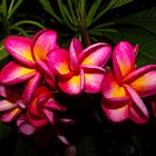 Plumeria syn. Frangipani