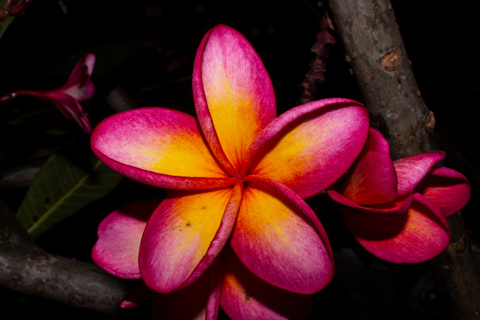 Plumeria syn. Frangipani