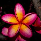 Plumeria syn. Frangipani