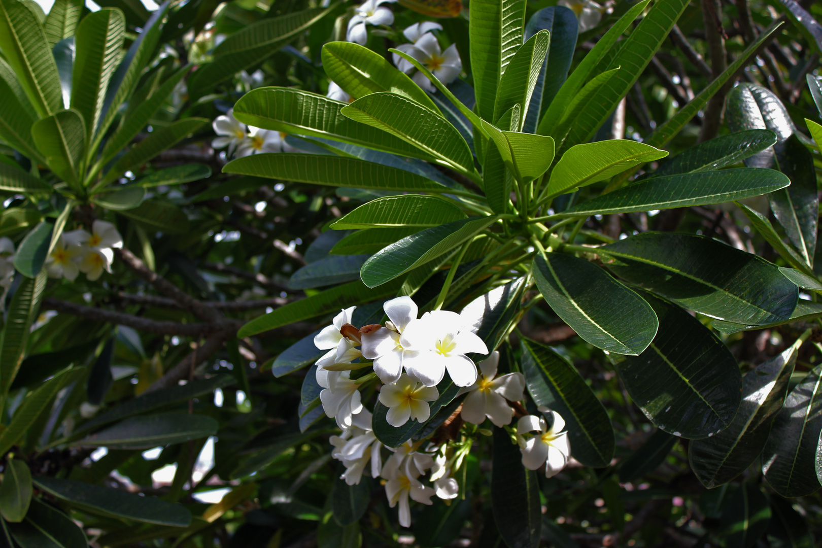 Plumeria syn. Frangipani (Apocynaceae), Darwin Waterfront Pricinct