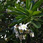 Plumeria syn. Frangipani (Apocynaceae), Darwin Waterfront Pricinct