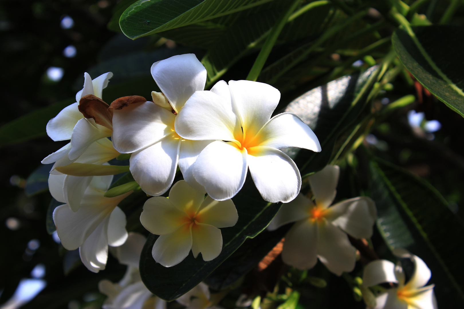 Plumeria syn. Frangipani (Apocynaceae), Darwin Waterfront Pricinct.