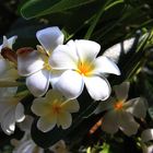 Plumeria syn. Frangipani (Apocynaceae), Darwin Waterfront Pricinct.