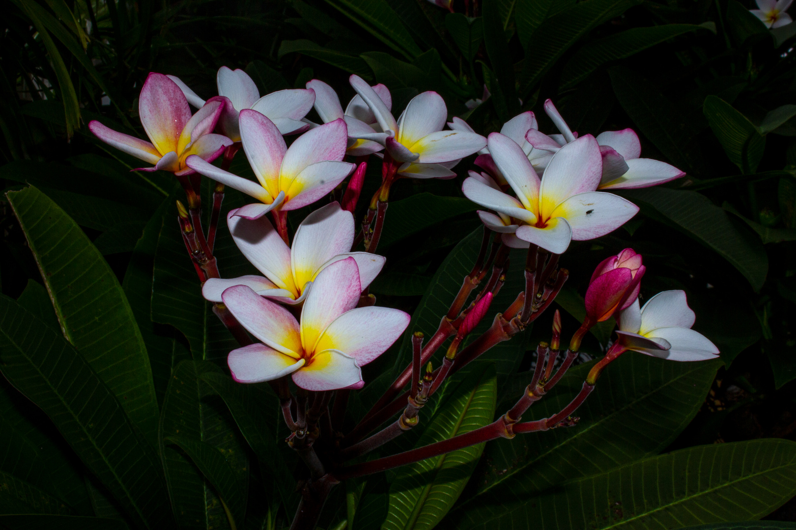 Plumeria syn. Frangipani