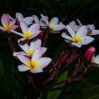 Plumeria syn. Frangipani